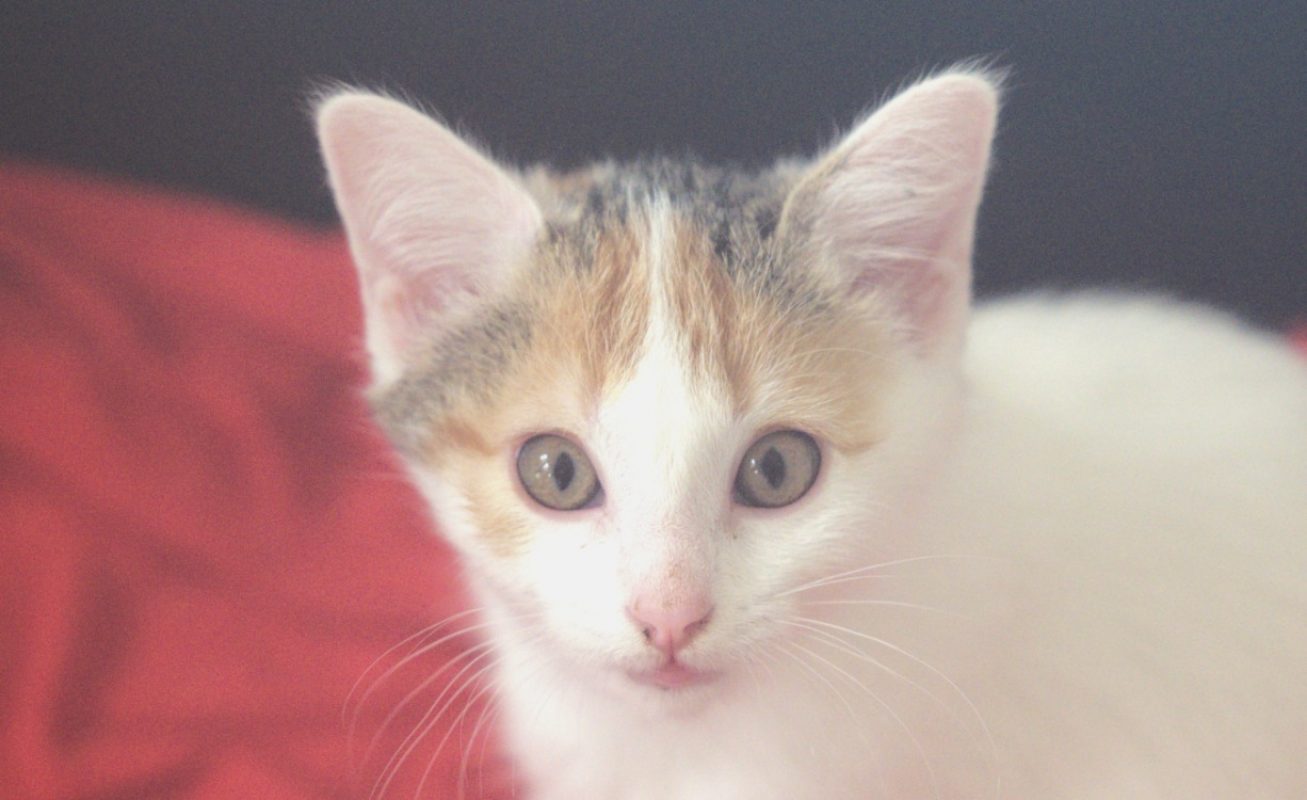 Kirsch - Chat Européen à adopter