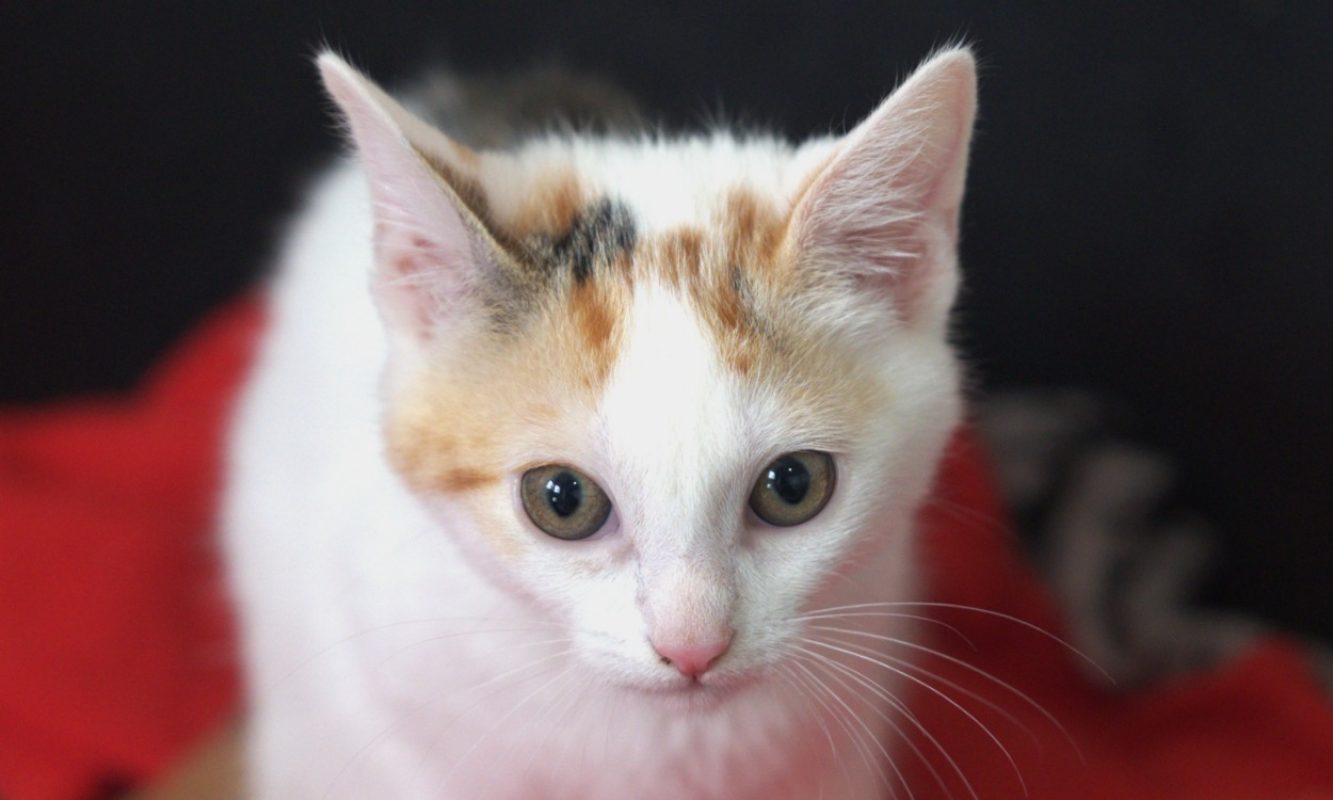 Calva - Chat Européen à adopter