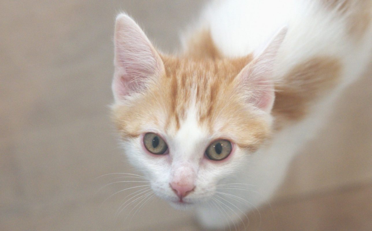 Kefir - Chat Européen à adopter