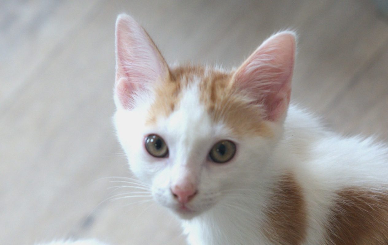 Sake - Chat Européen à adopter