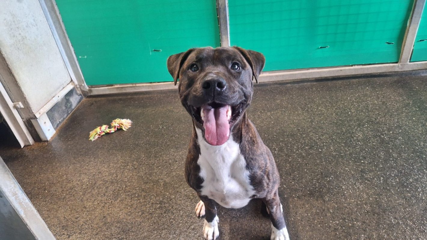 Jumper - Chien Bouledogue Américain à adopter
