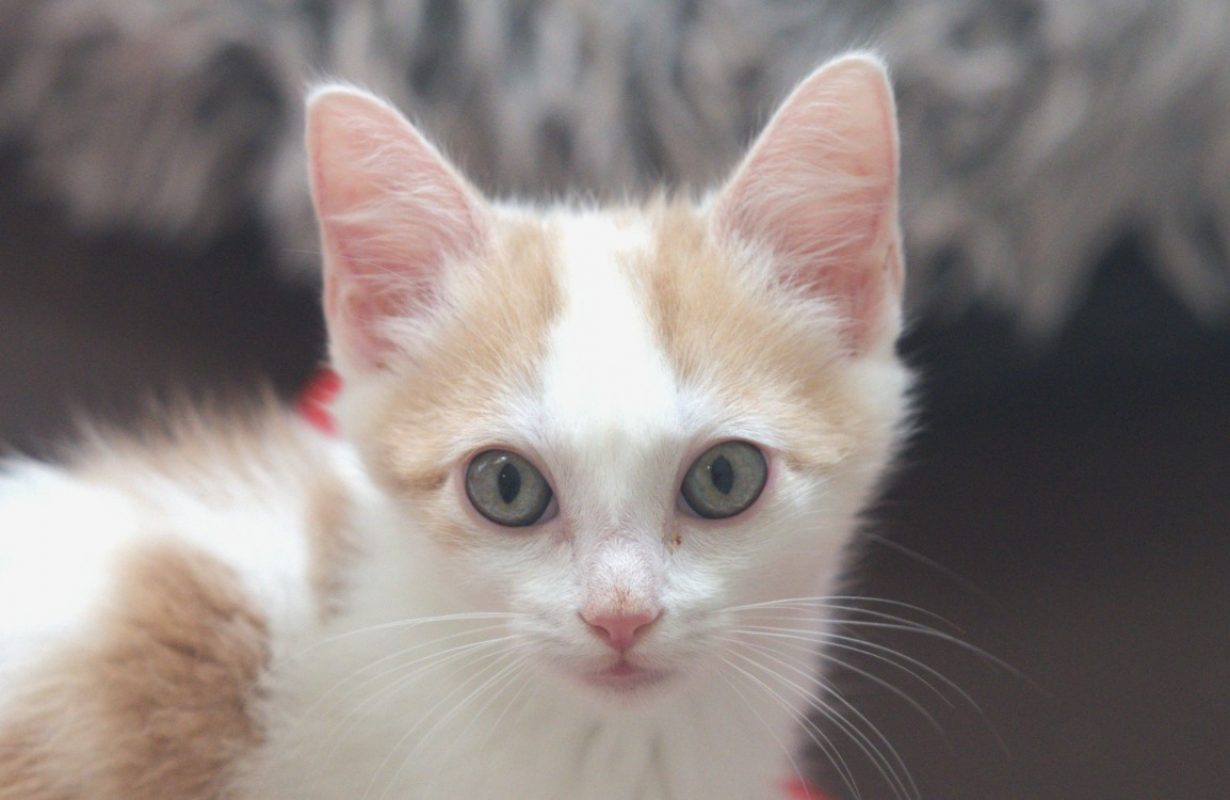 Brandy - Chat Européen à adopter