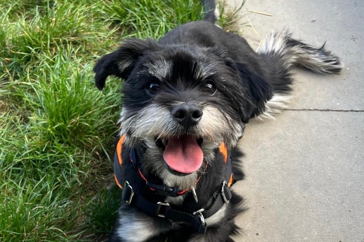 Killian - Chien à adopter