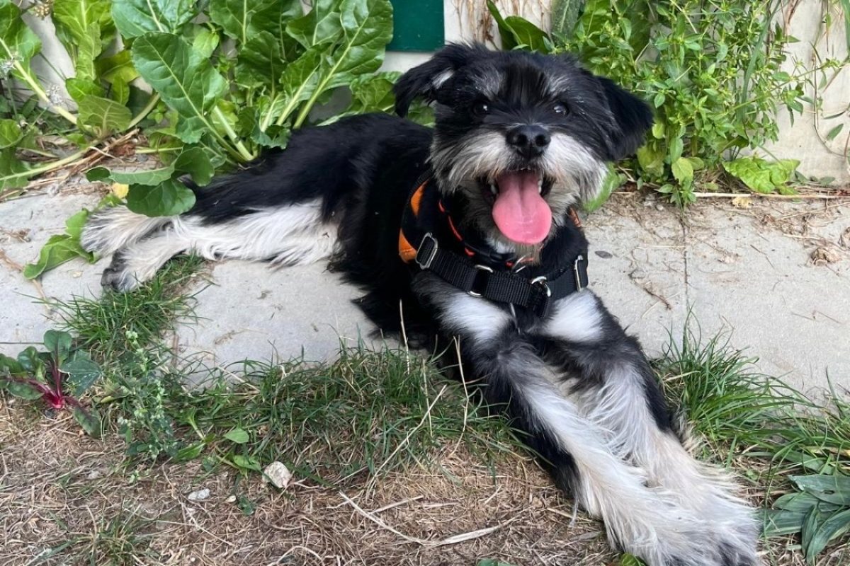 Killian - Chien à adopter - photo 2