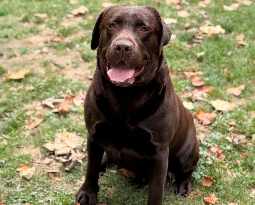 Max - Chien à adopter