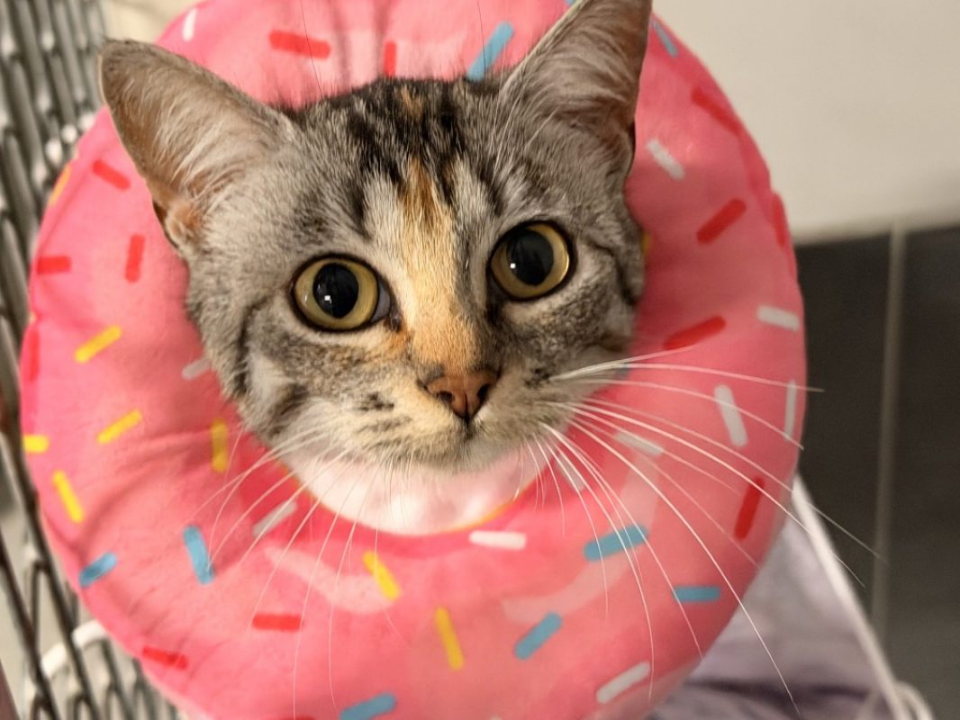 Tutti frutti - Chat Européen à adopter