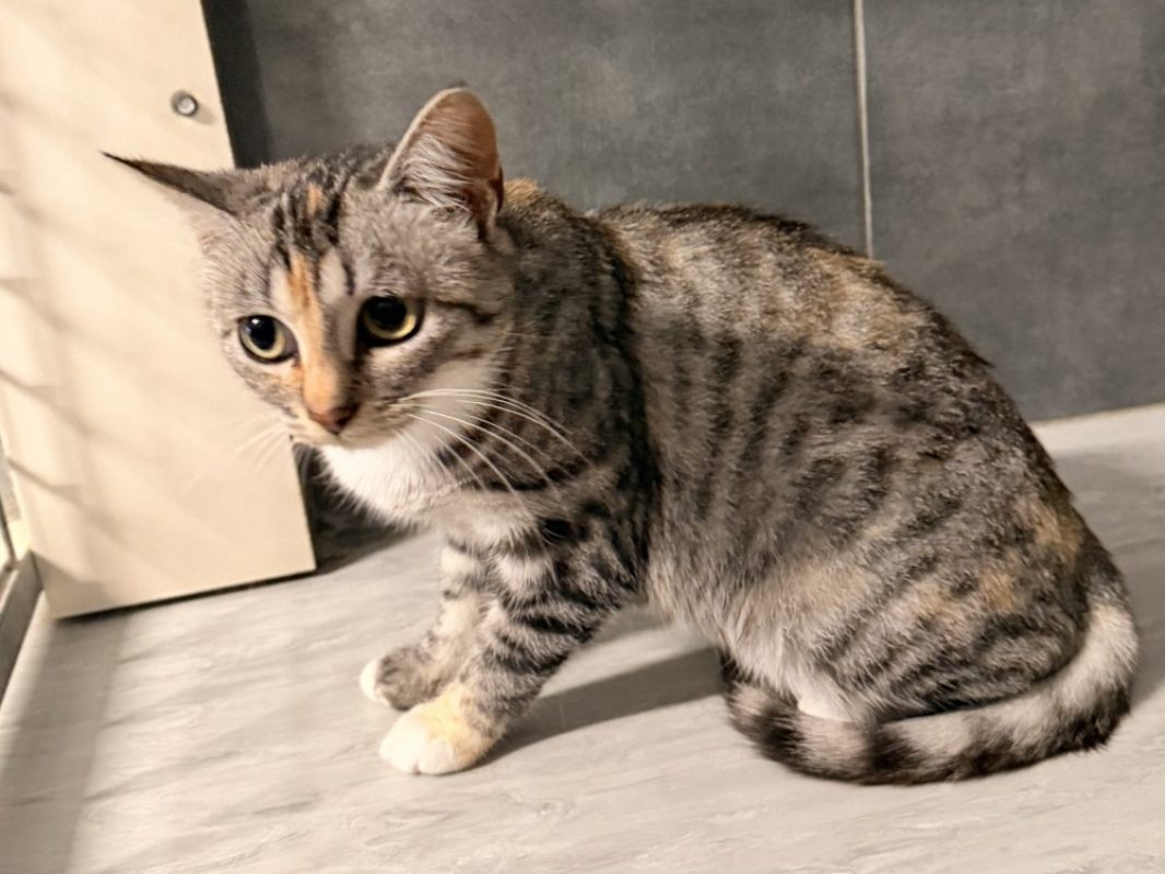 Tutti frutti - Chat Européen à adopter - photo 2