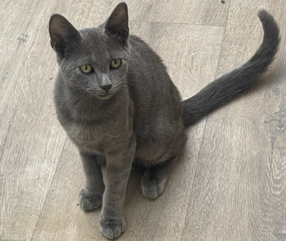 Prince - Chat Européen à adopter