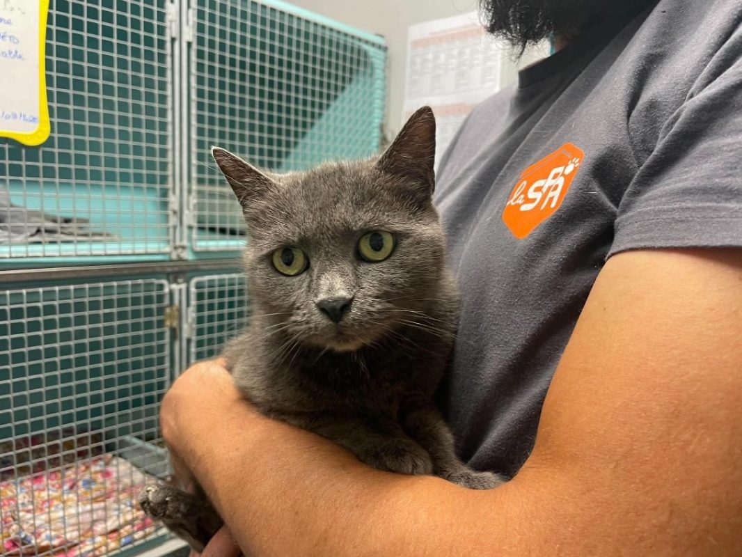 Pirouette - Chat à adopter