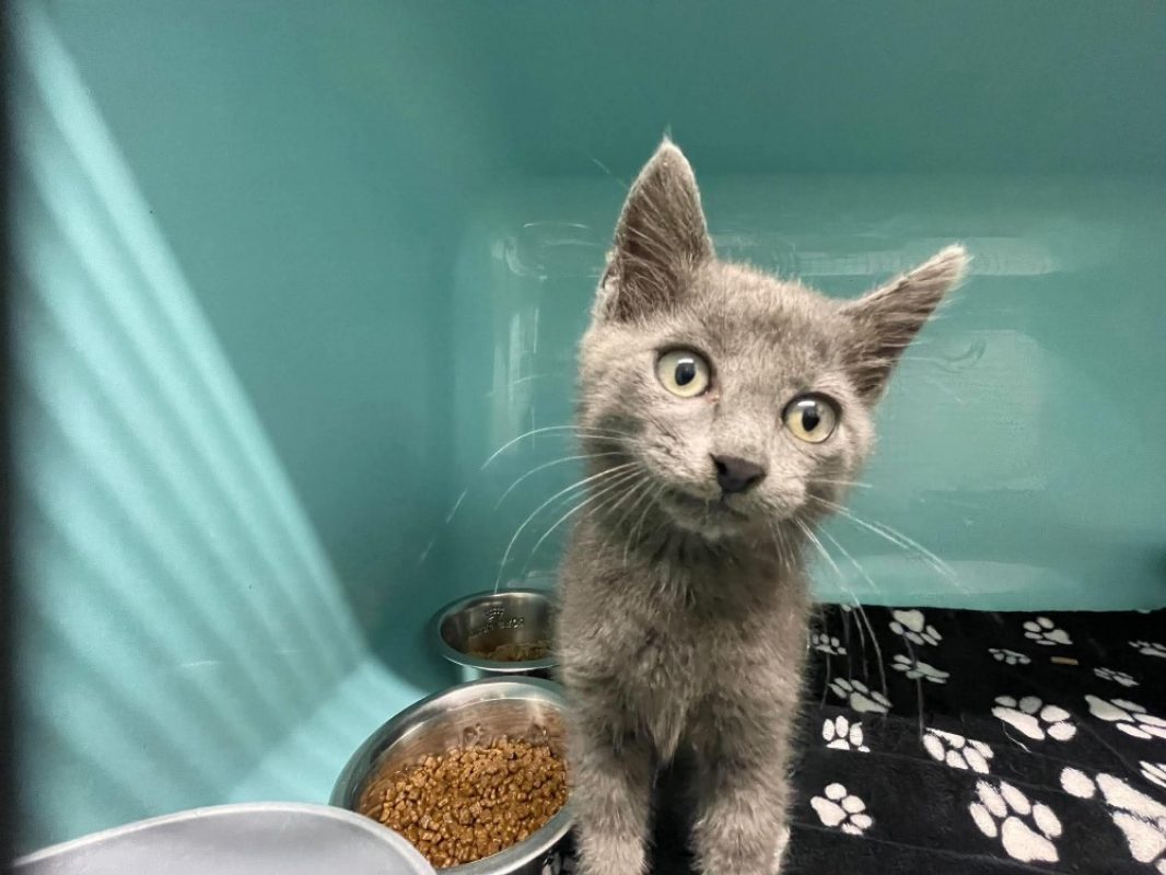 Pixou - Chat à adopter