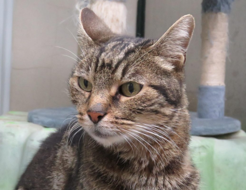 Muffin - Chat Européen à adopter