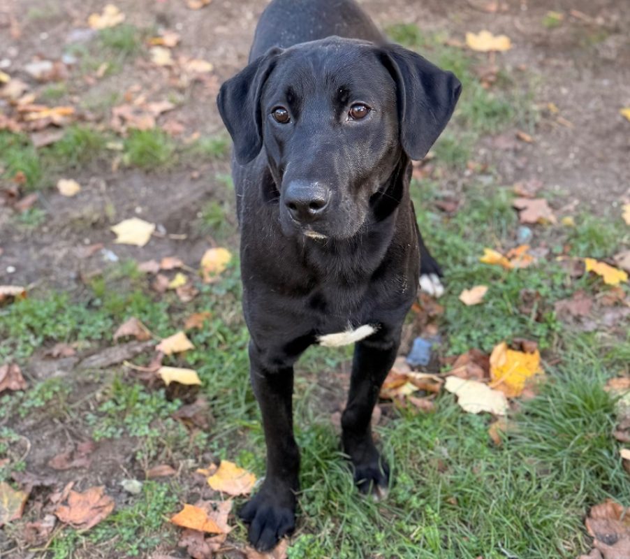 Ethan - Chien à adopter