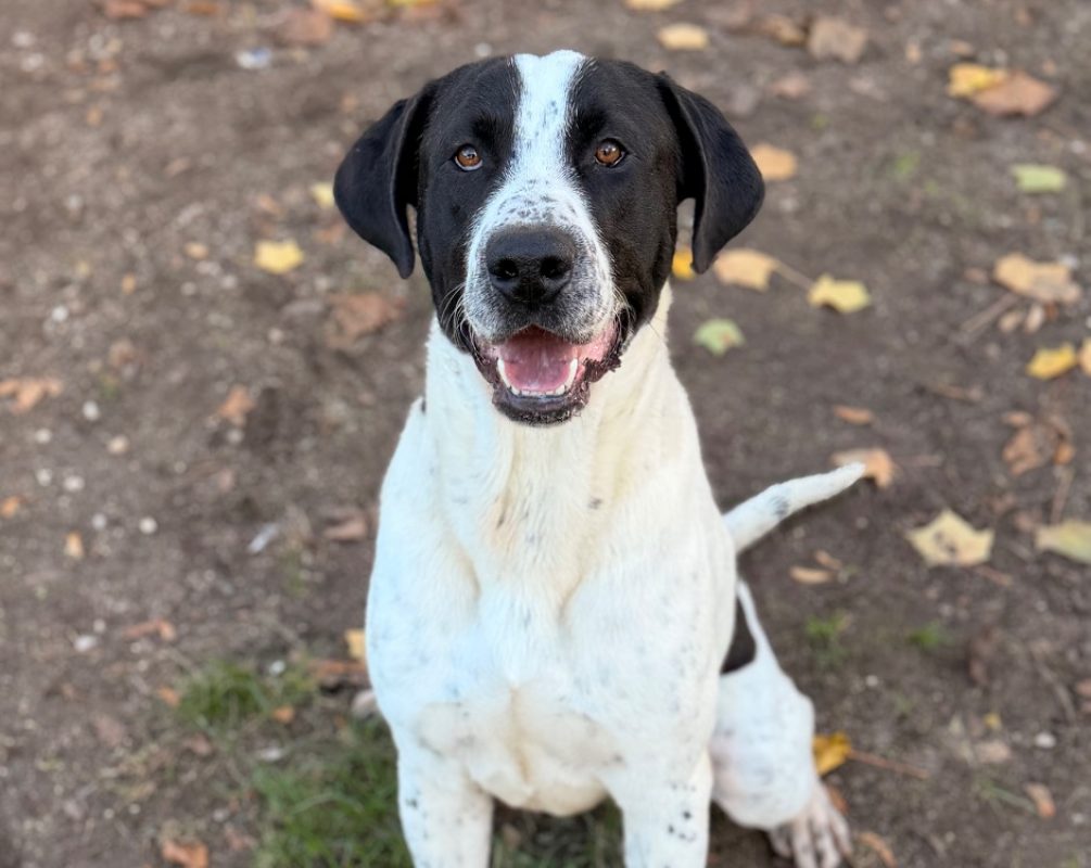 Soum - Chien à adopter