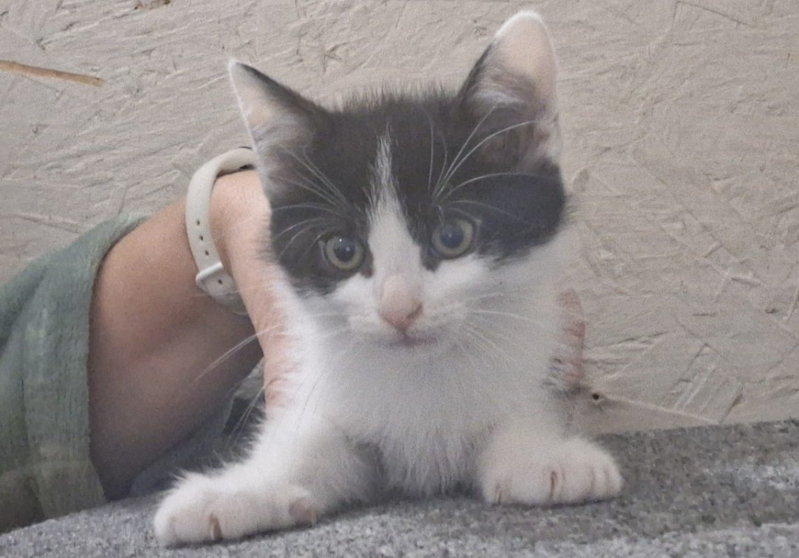 Babybelle - Chat Européen à adopter