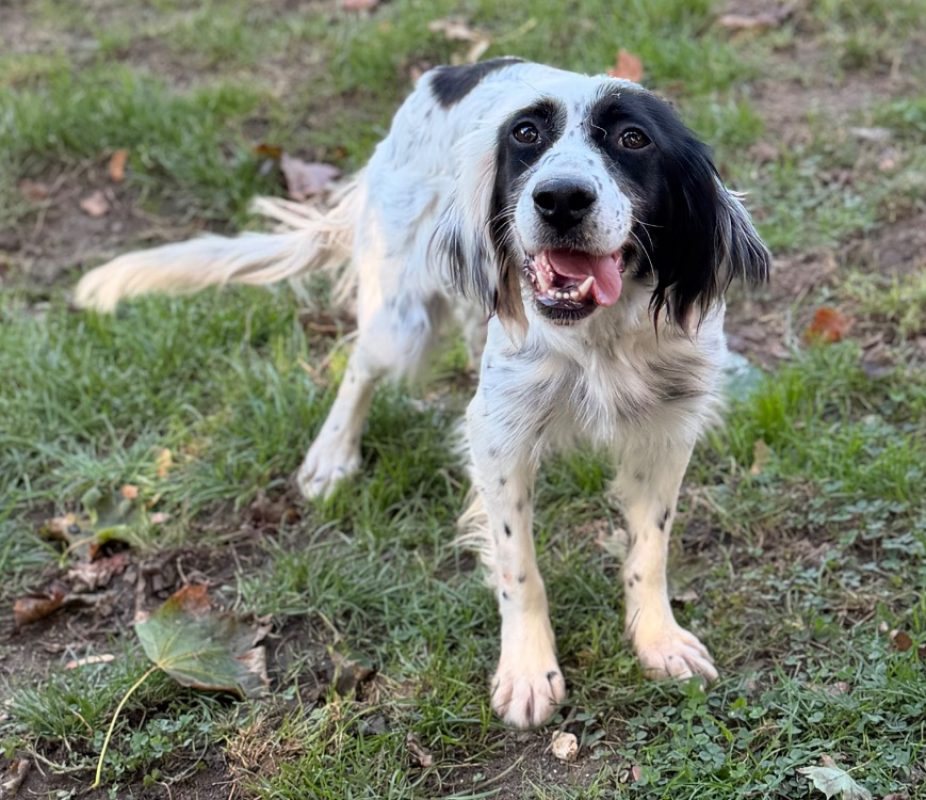 Claudie - Chien Setter Anglais à adopter