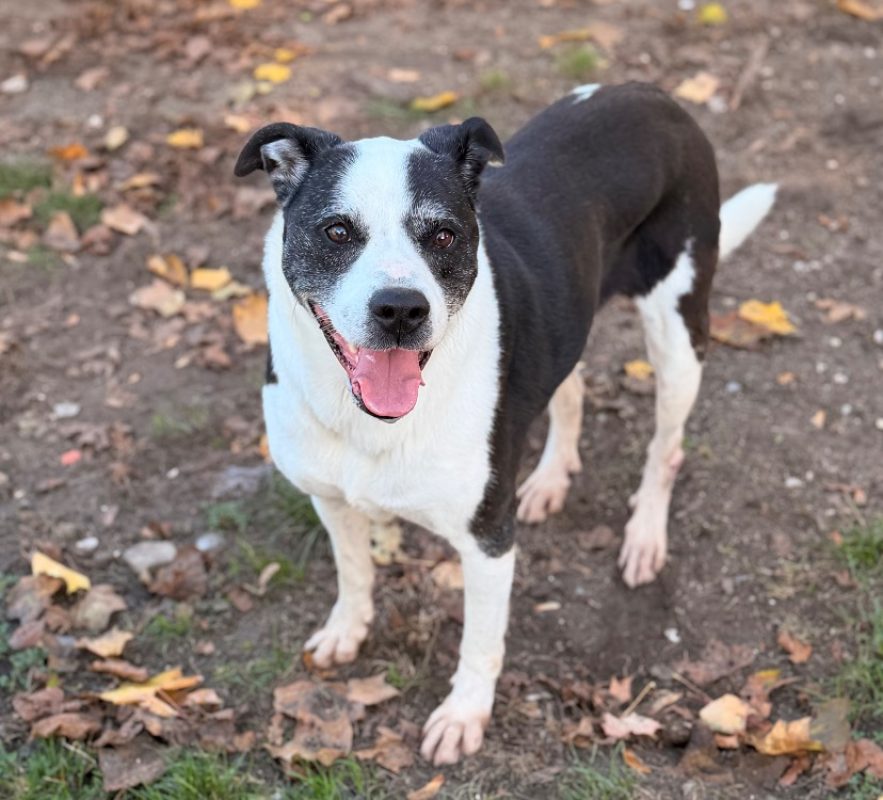 Dahia - Chien à adopter