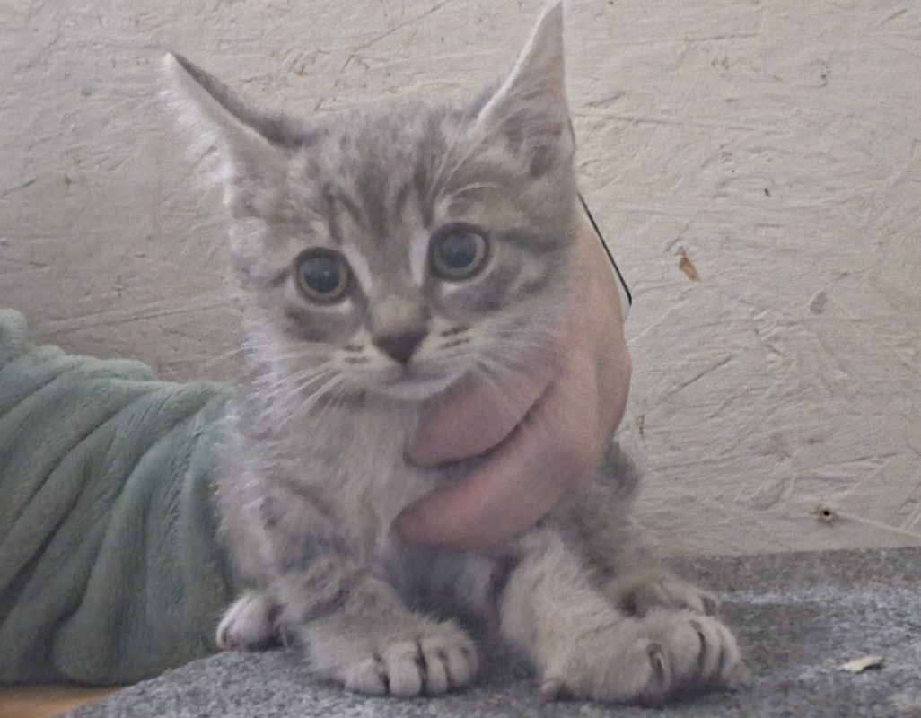 Kiri - Chat Européen à adopter