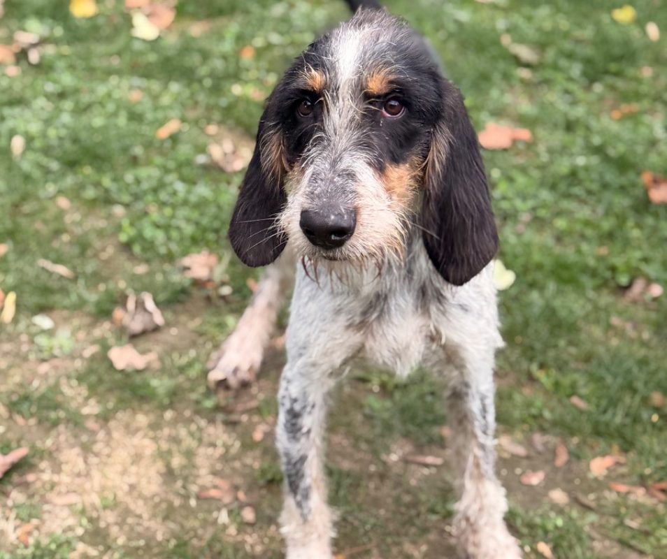 Toutatix - Chien Briquet Griffon Vendéen à adopter