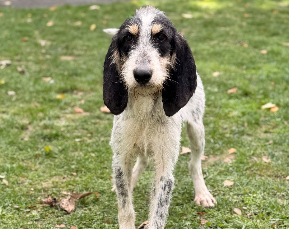 Panoramix - Chien Briquet Griffon Vendéen à adopter