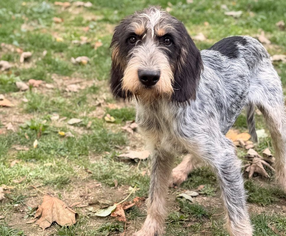 Idéfix - Chien Briquet Griffon Vendéen à adopter