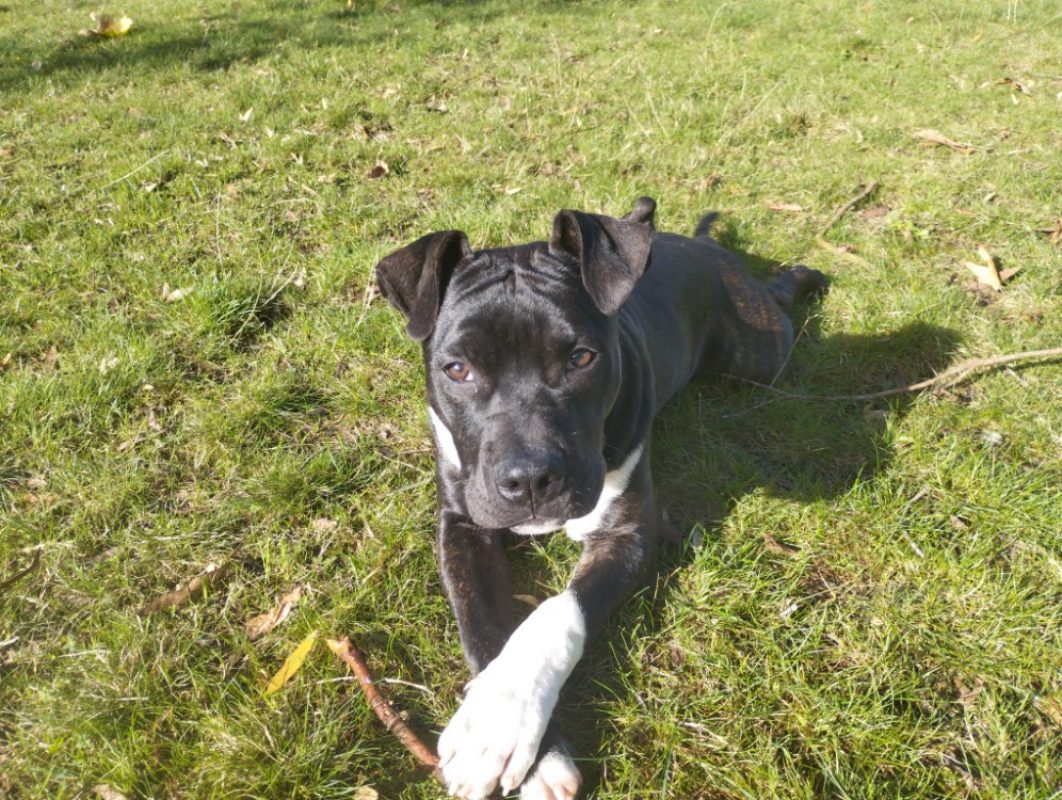 Doggy - Chien Bouledogue Américain à adopter