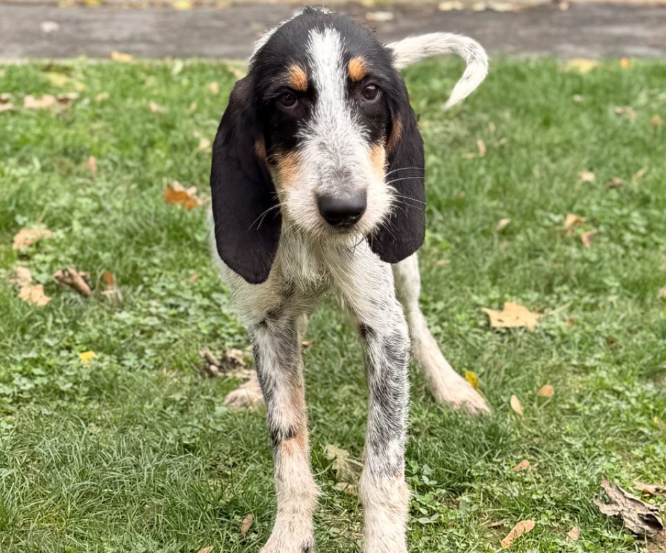 Obélix - Chien Briquet Griffon Vendéen à adopter