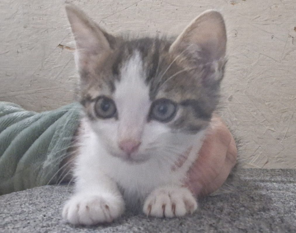 Pti louis - Chat Européen à adopter