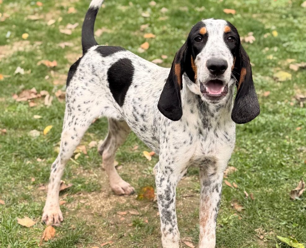 Astérix - Chien Briquet Griffon Vendéen à adopter