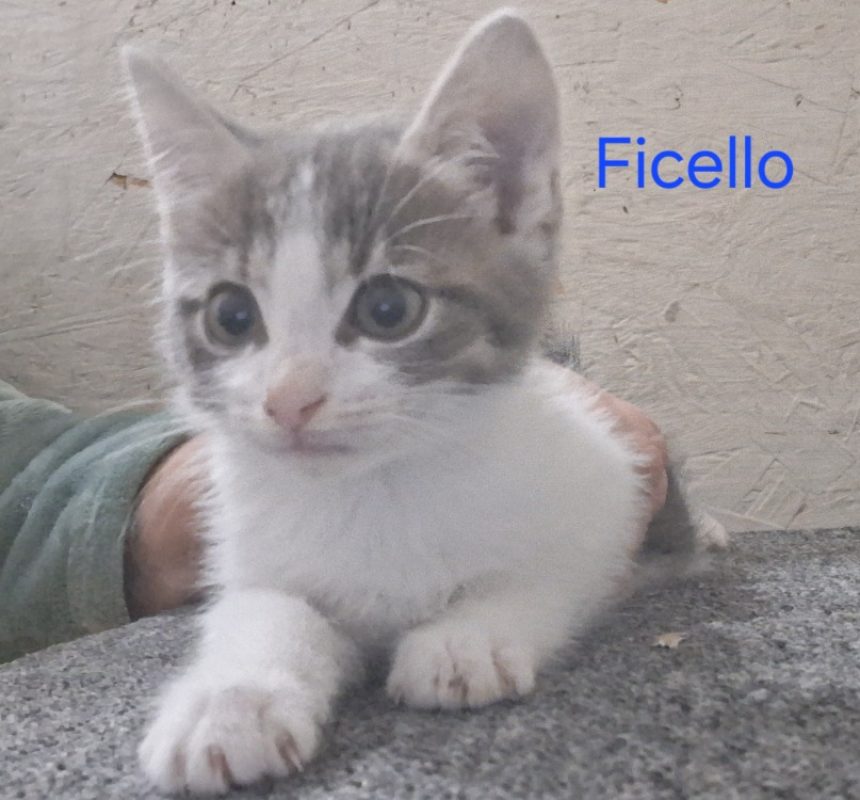 Ficello - Chat Européen à adopter