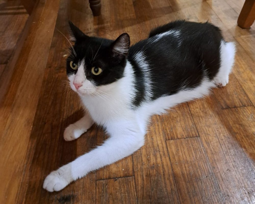 Freya - Chat à adopter
