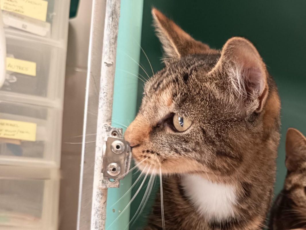 Lisa - Chat Européen à adopter