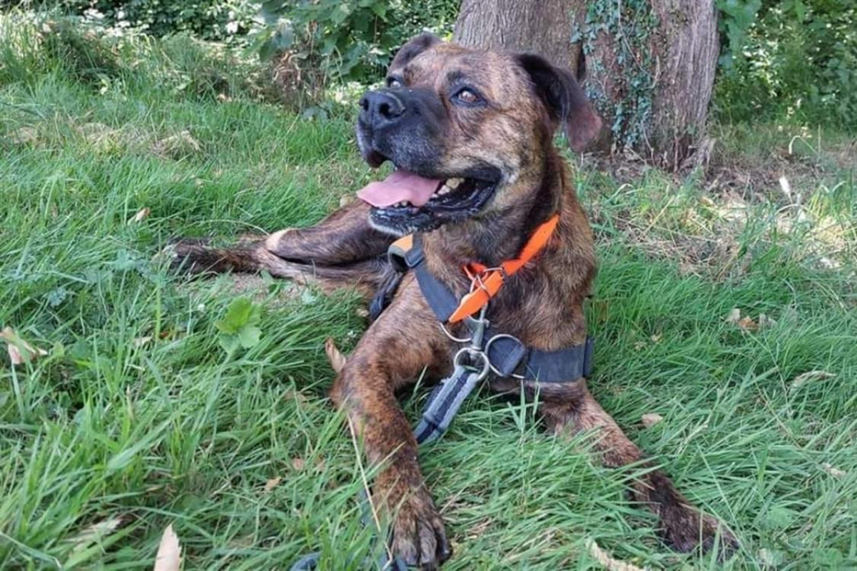 Photo #4 de Aiguillette