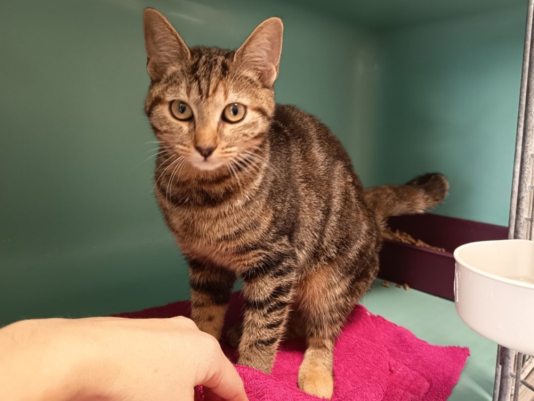 Mona - Chat Européen à adopter