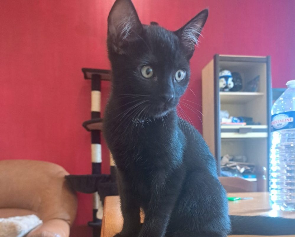 Brownie - Chat à adopter