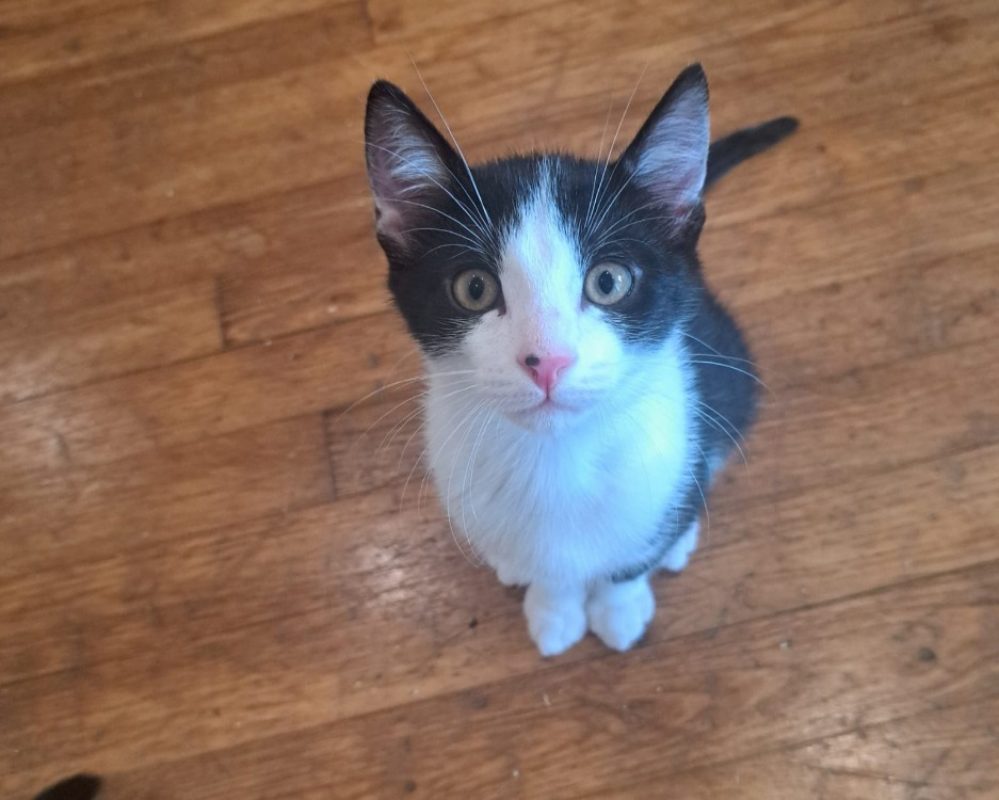 Mikado - Chat à adopter