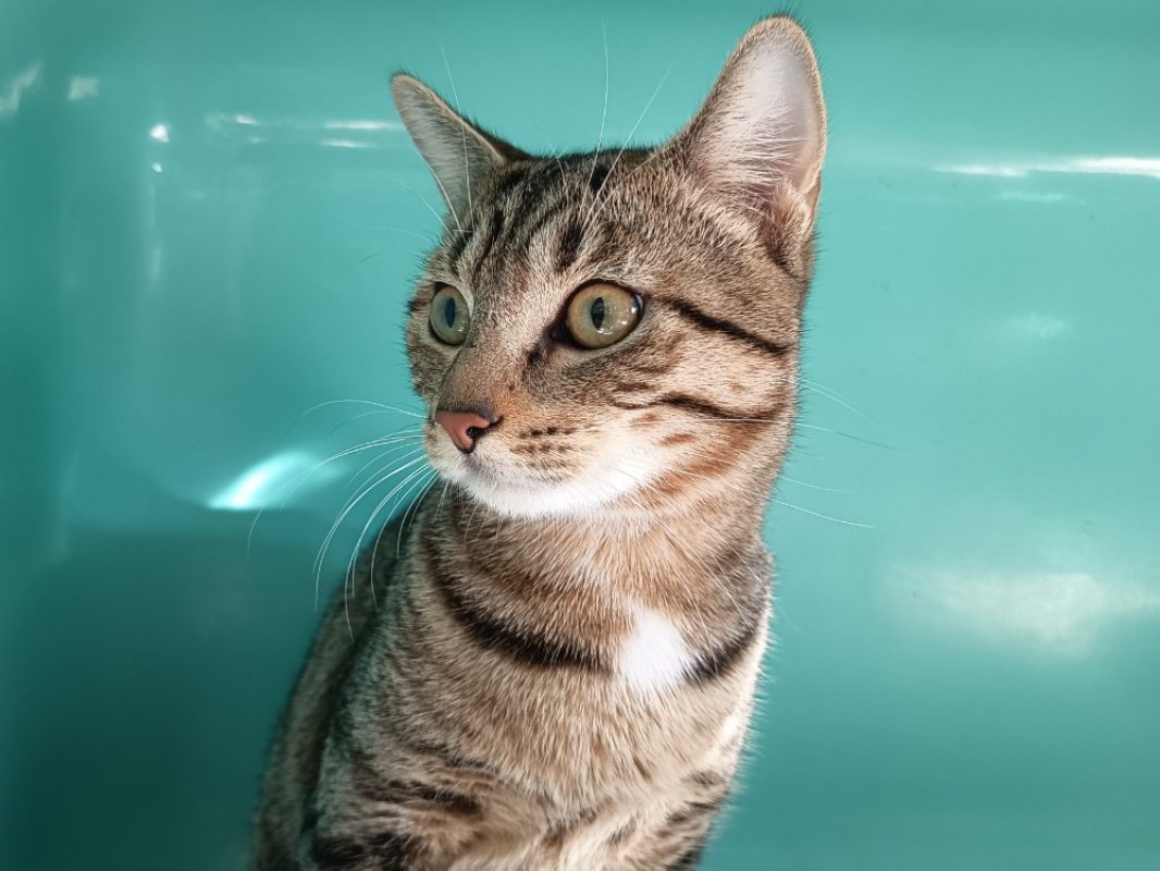 Baxter - Chat Européen à adopter