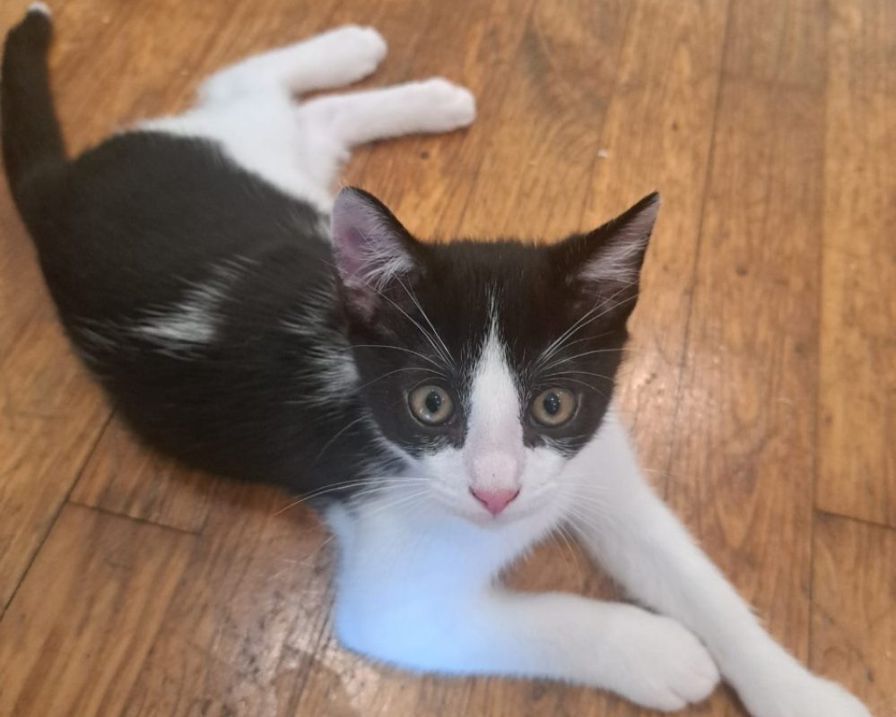 Nougat - Chat à adopter