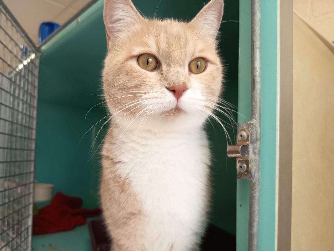 Eugene - Chat Européen à adopter