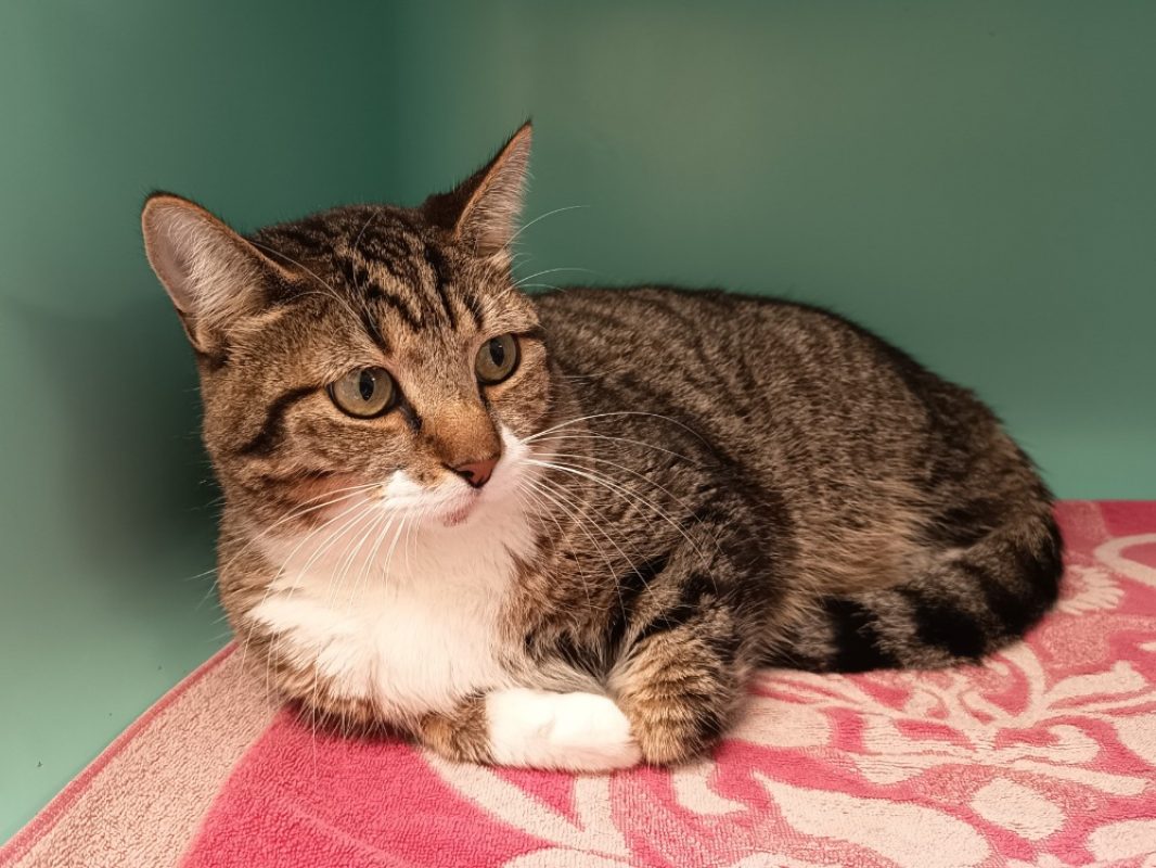 Moustache - Chat Européen à adopter