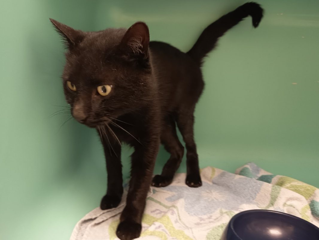 Ghost - Chat Européen à adopter