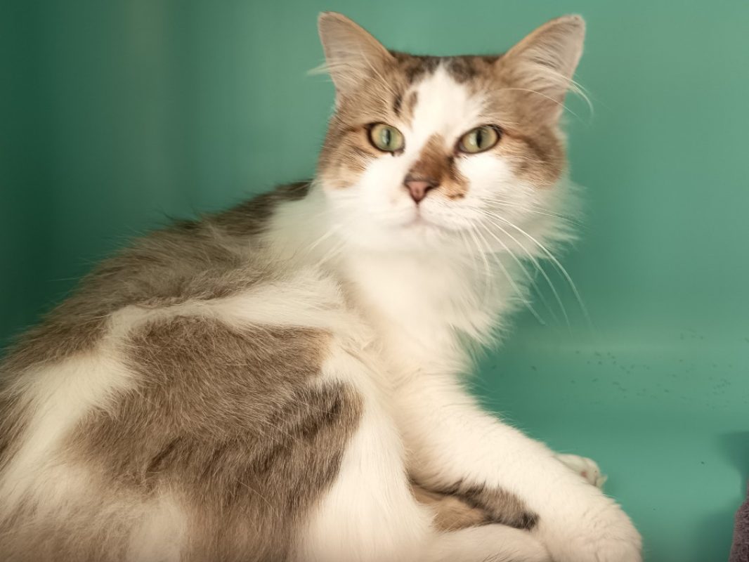 Isaac - Chat Européen à adopter