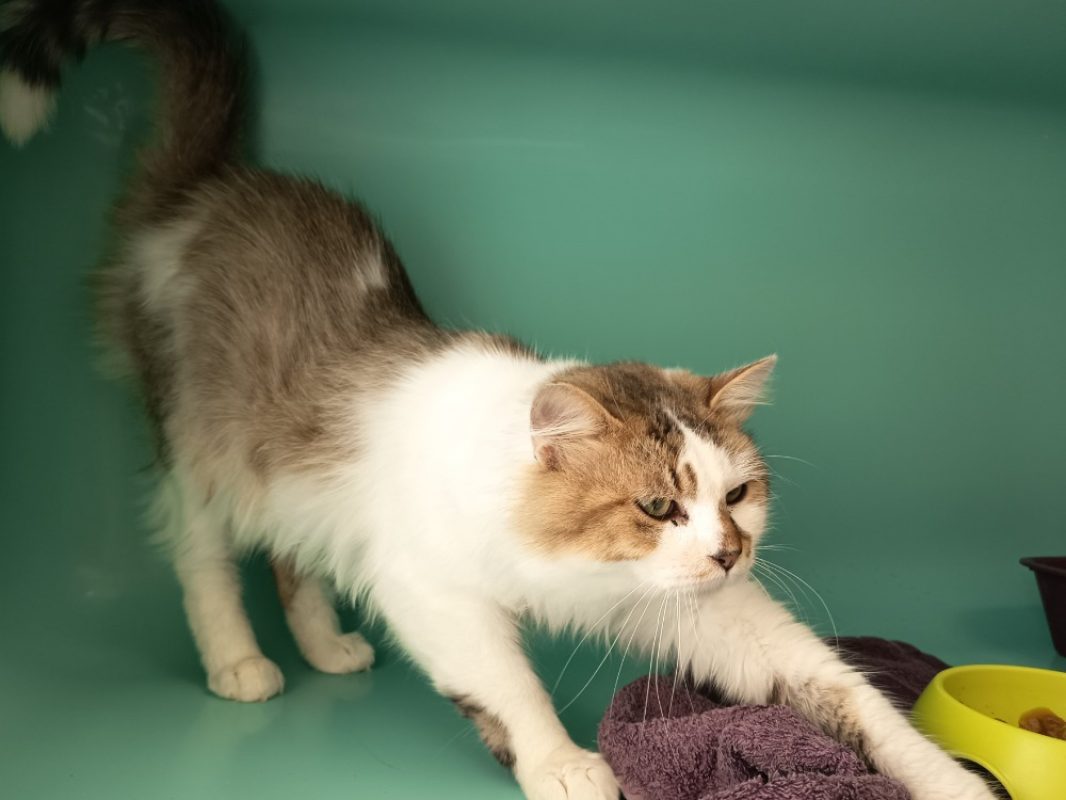 Isaac - Chat Européen à adopter - photo 2
