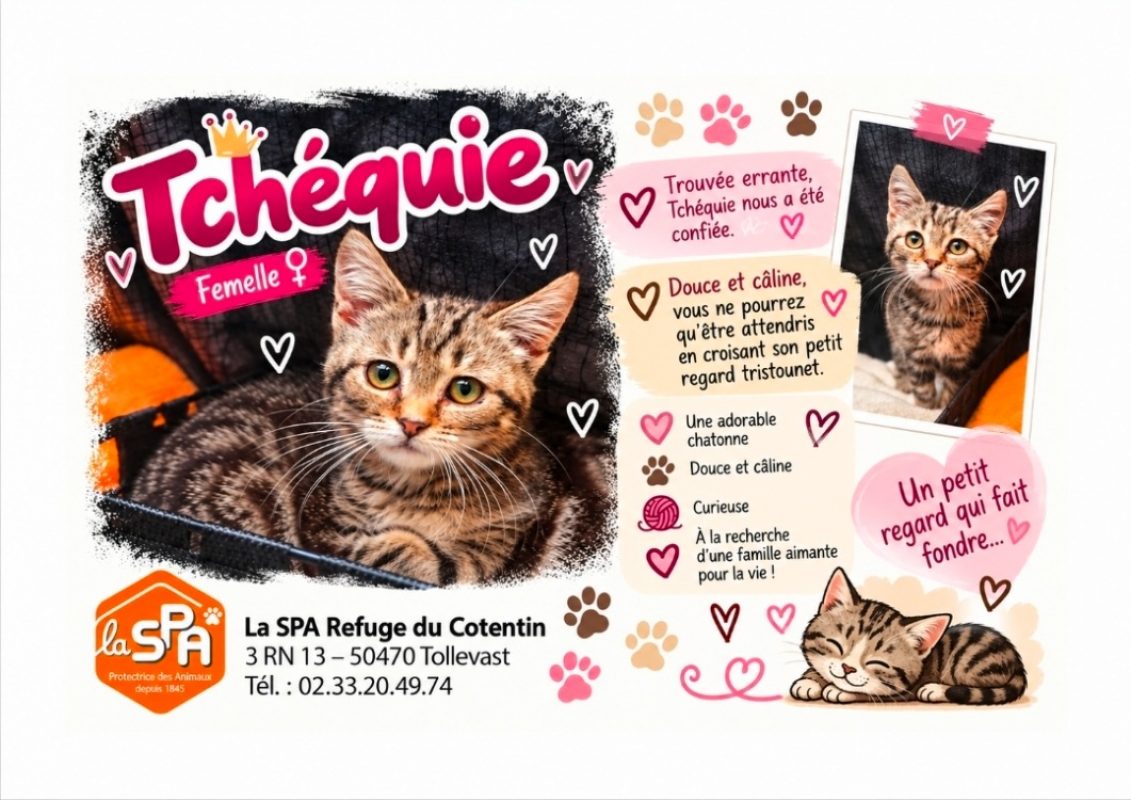 Tchéquie réservé - Chat Européen à adopter