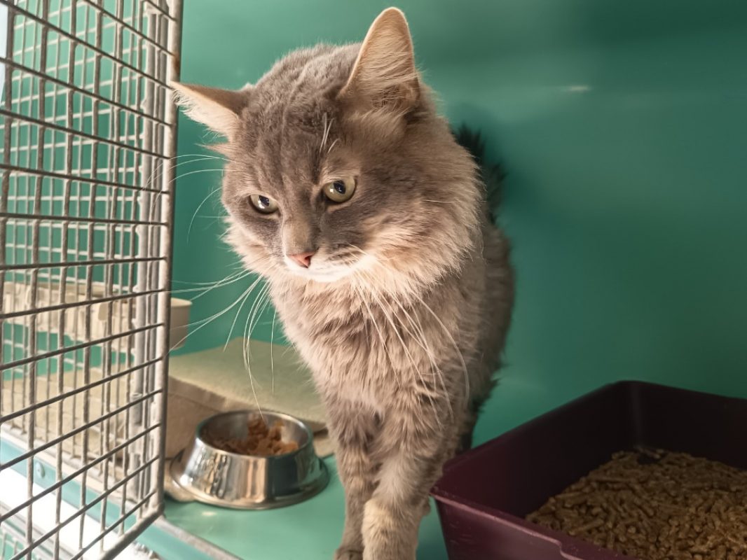 Stark - Chat Européen à adopter