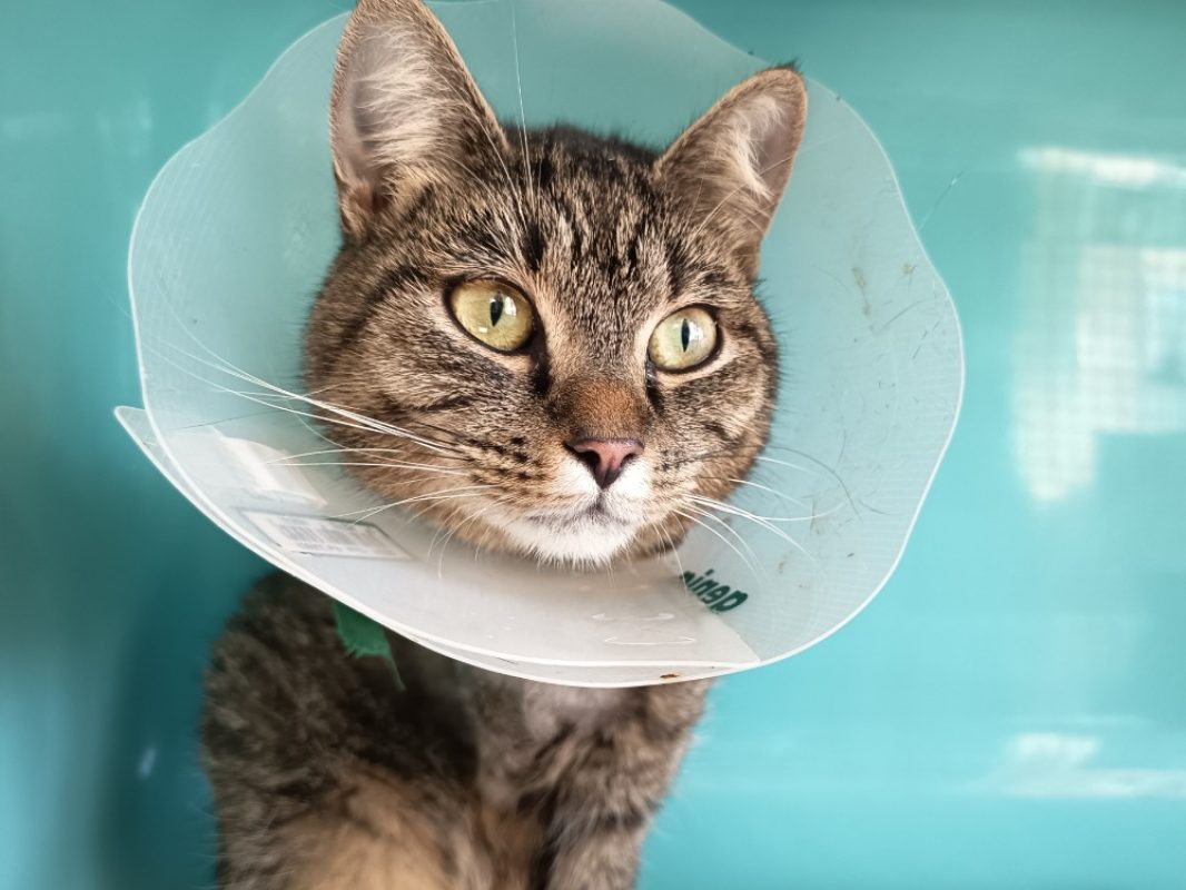 Jay - Chat Européen à adopter