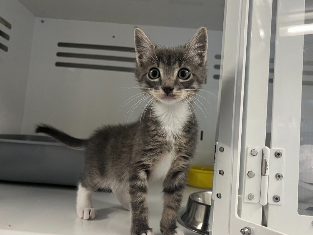 Boubou - Chat Européen à adopter