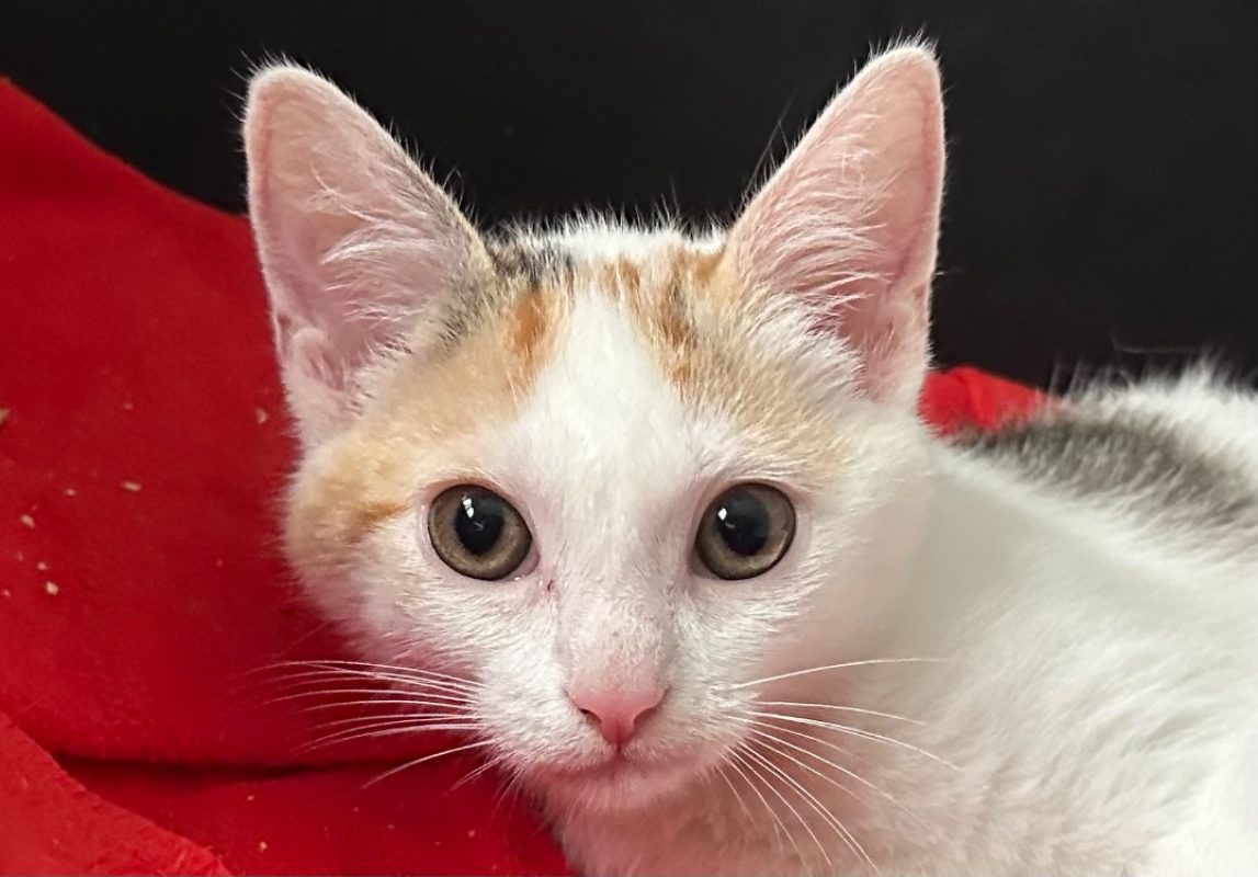 Hydromel - Chat Européen à adopter