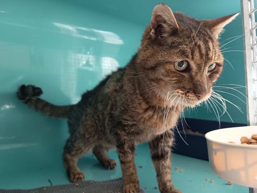 Nigel - Chat Européen à adopter