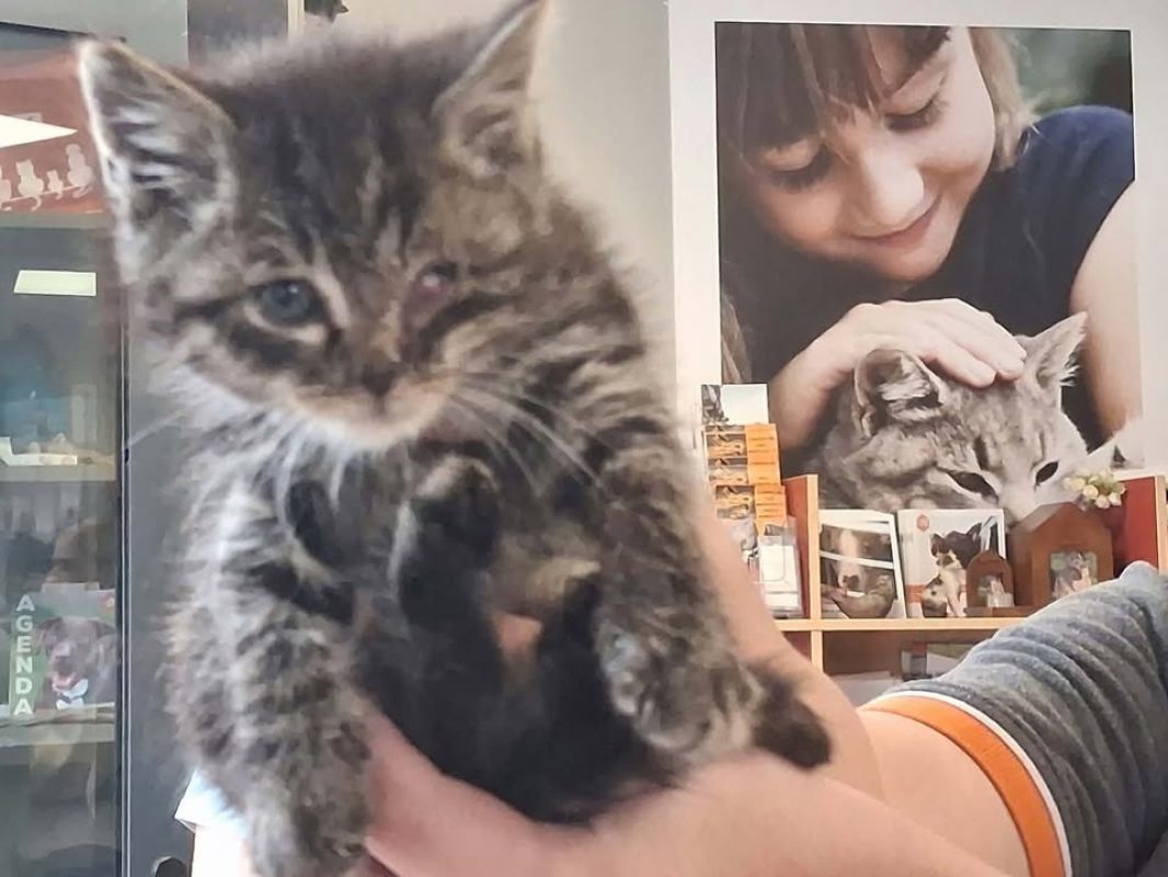 Erwin - Chat Européen à adopter