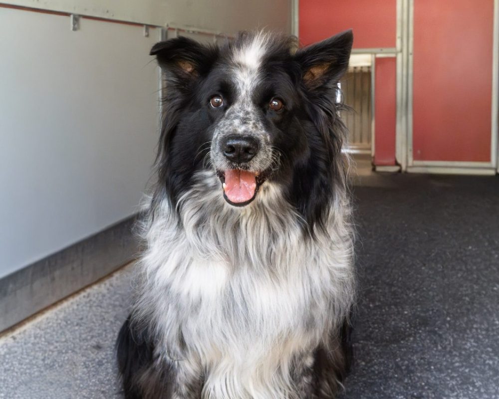 Pif - Chien Border Collie à adopter